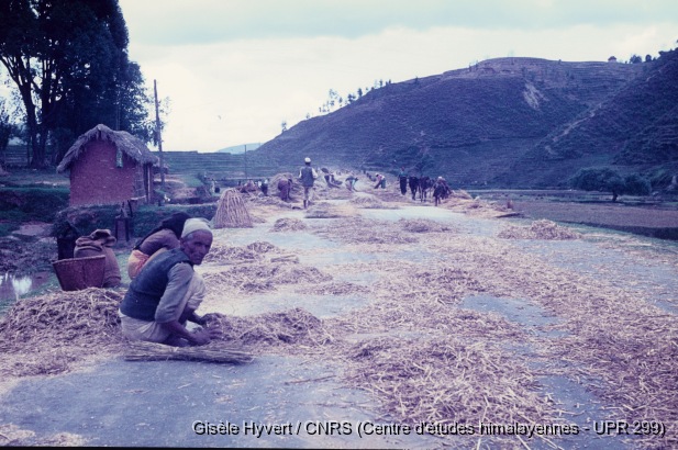 Vallée de Kathmandu c.1970 / Étalage de grains sur la route pour le foulage.  / Hyvert, Gisèle  / Vallée de Kathmandu, Népal 