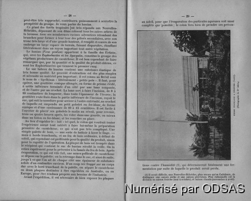 Ernest Davillé, 1898, Les Nouvelles-Hébrides / Ernest Davillé, 1898, Les Nouvelles-Hébrides / Ernest Davillé / Vanuatu